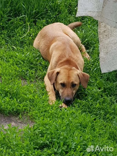 Собака кобель