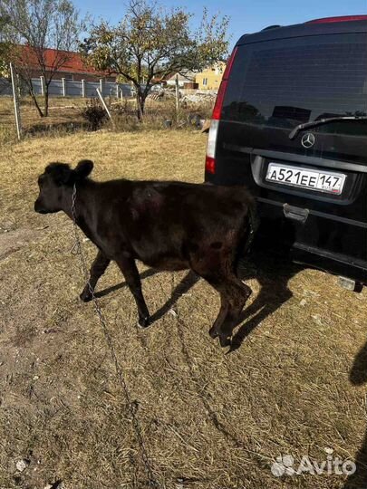 Телка 8 месяцев