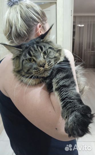 Ищем невесту