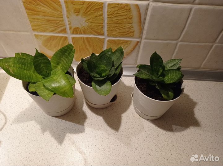 Сансевиерия(тёщин язык)