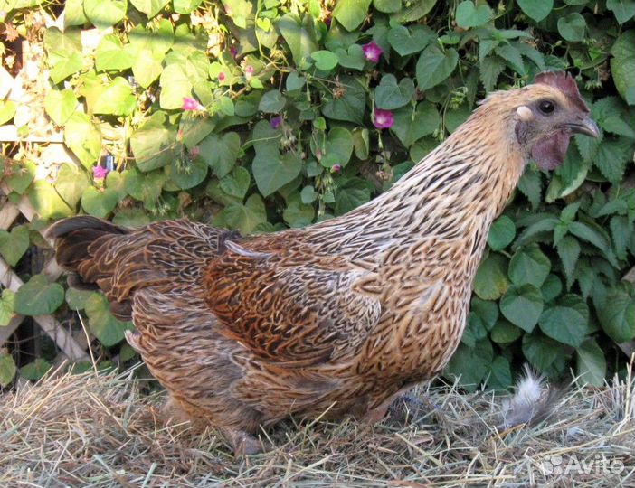 Леггорн.окрас 