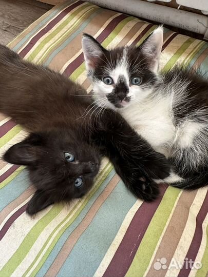 Котята в добрые руки даром