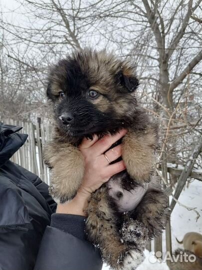 Собака в добрые руки отдам бесплатно щенки