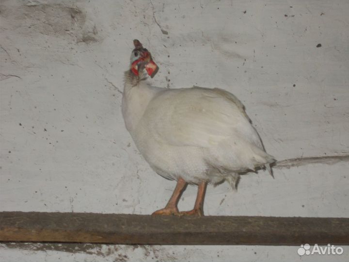 Цесари на племя