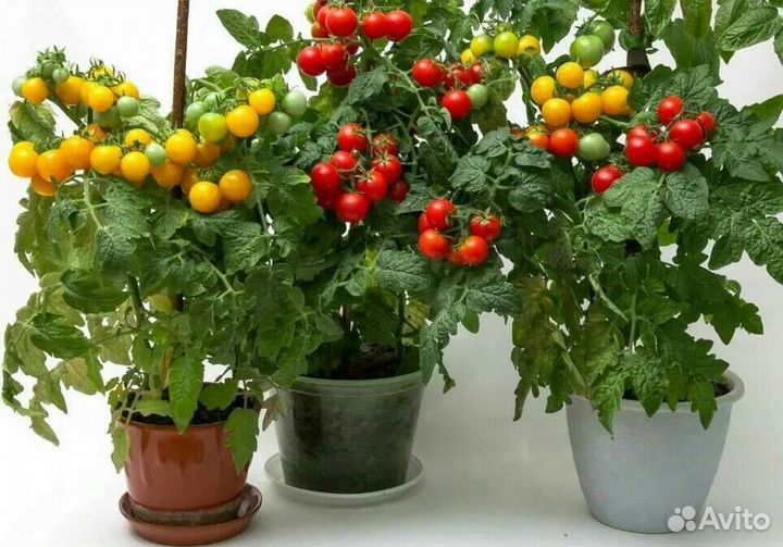Рассада помидор черри