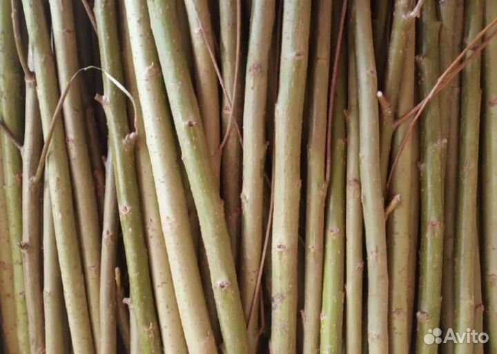 Черенки сортовой ивы