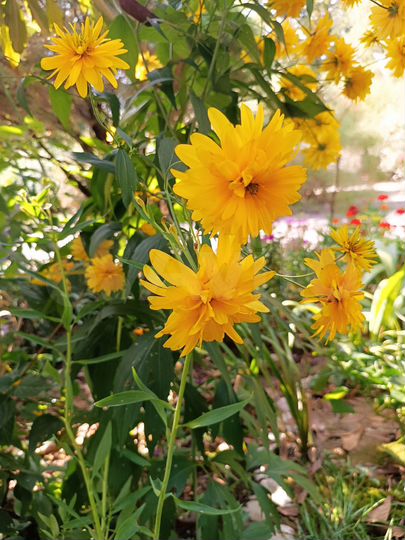 Участок 8 сот. (СНТ, ДНП)