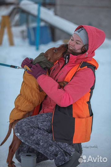 Дрессировка собак