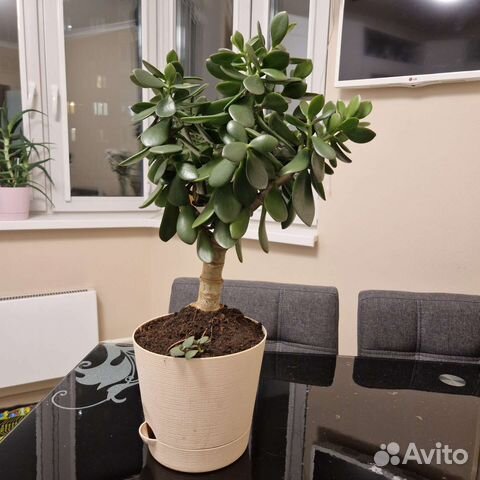 Денежное дерево/ Толстянка/ Крассула купить в Москве | Товары для дома ...