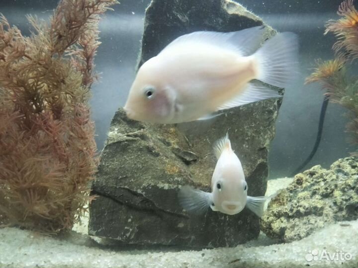 Аквариумные рыбки цихлиды