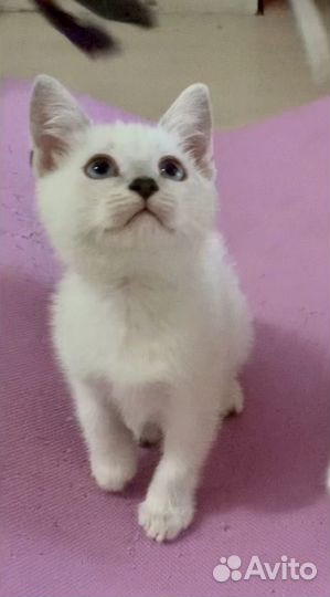 Шикарные котята