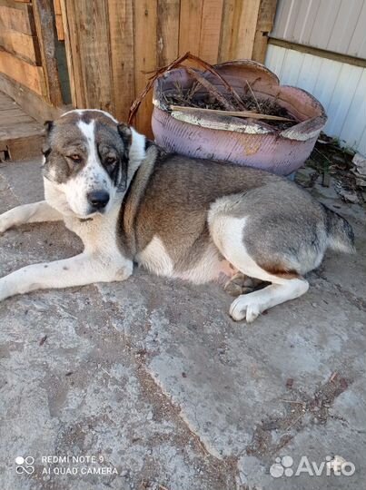 Щенки алабая