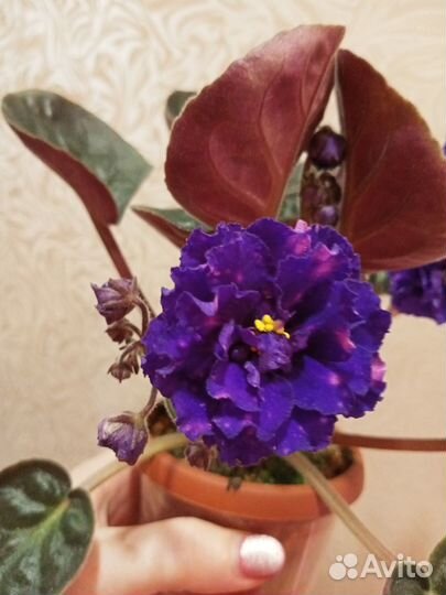 Сортовые фиалки