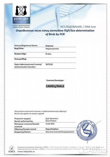 Попугай неразлучник масковый