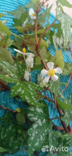 Бегония каудексная