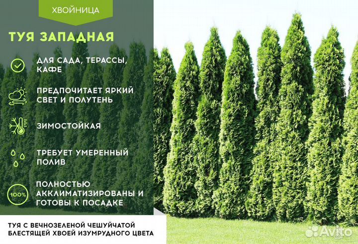 Туя Брабант 1,5 м