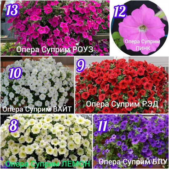 Петуния ампельная