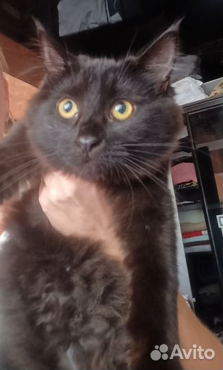 Кошка