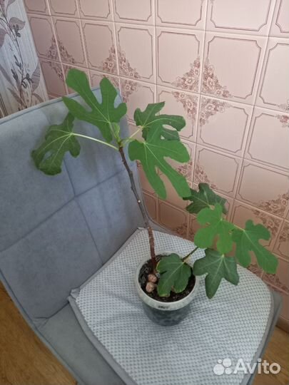 Саженцы инжира