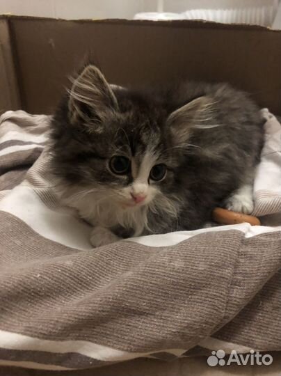 Котенок