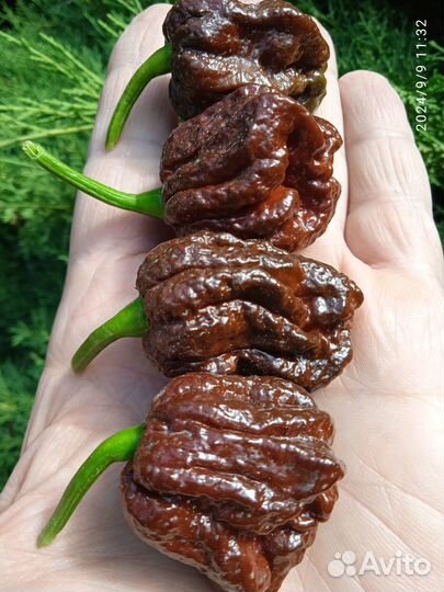 Сушёные Хабанеро, Скорпион, Каролина рипер