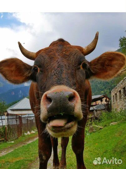 Бык и телочка