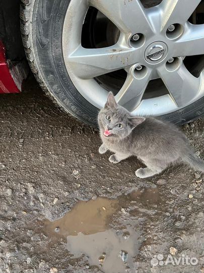 Котенок девочка