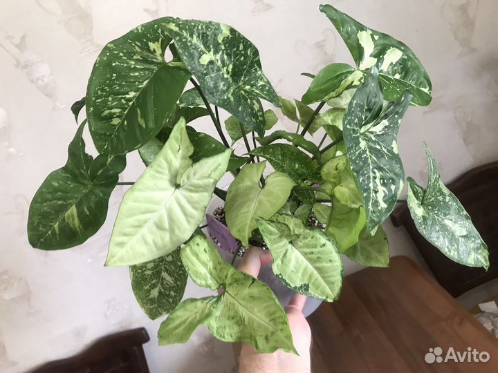 Сингониум panda