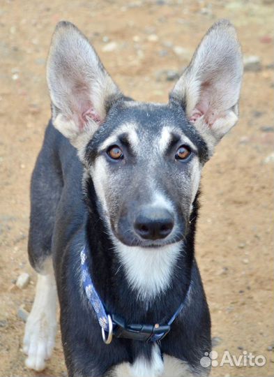 Метис овчарки