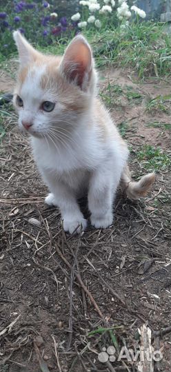 Котята в добрые руки бесплатно мальчик и девочка