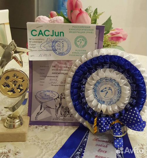 Вязка собак чихуахуа