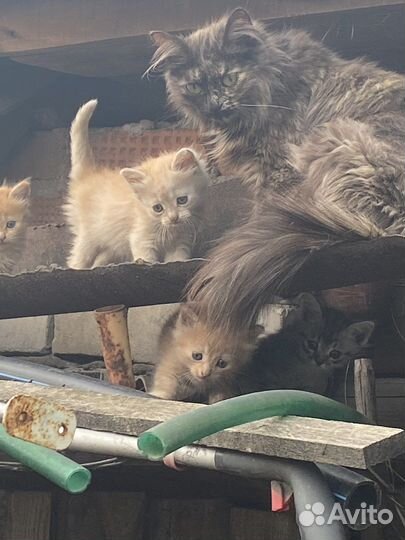 Домашние животные кошки