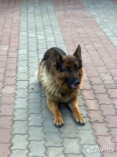 Погуляю с вашей собакой