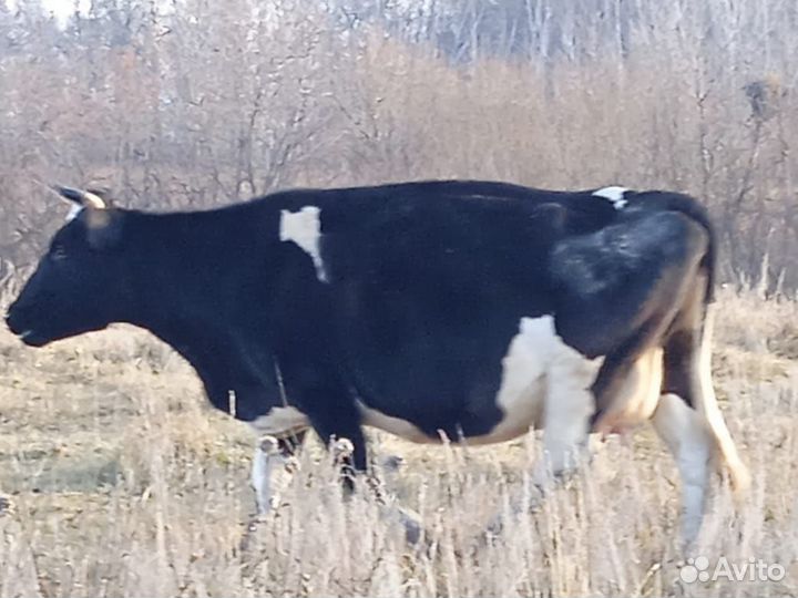 С/х животные коровы