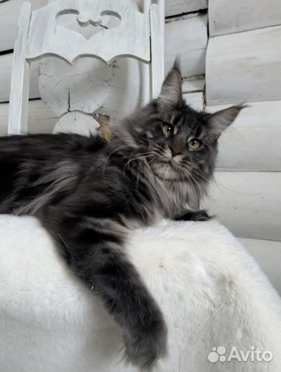 Котята мейн-кун девочки