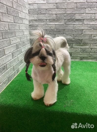 Стрижка собак в азиатском стиле