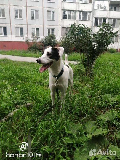 Ищем теплую передержку для собаки до пристройства