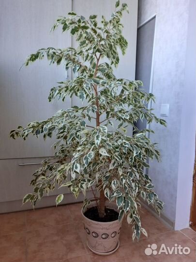 Фикус бенджамина пестролистный