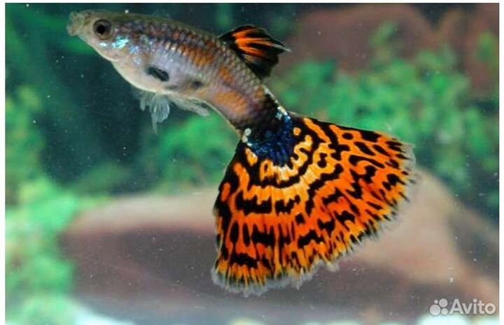 Гуппи испанская юбка и др. в ассортименте