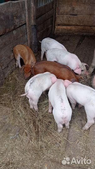 Поросенок Ландрас и Дюрок