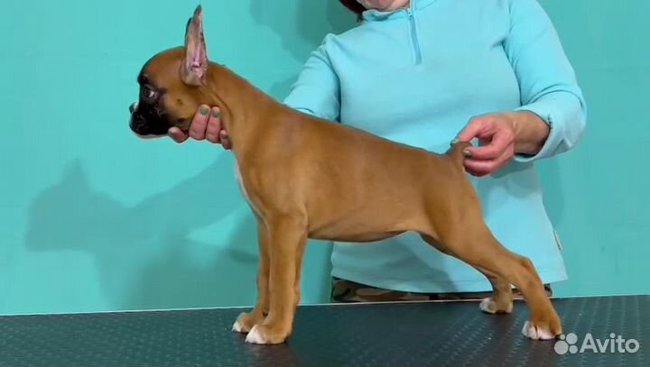 Боксер щенок