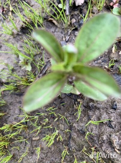 Мята и зверобой лекарственные растения