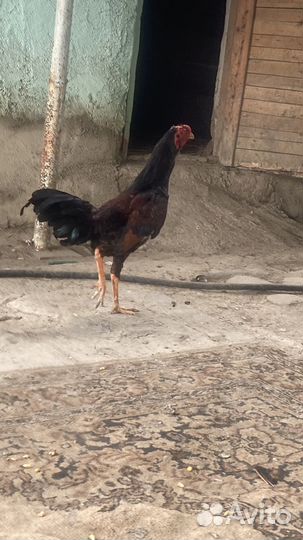 Бойцовые петухи