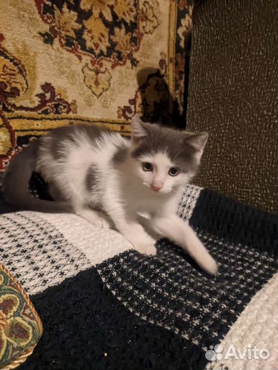 Котенок-мальчик