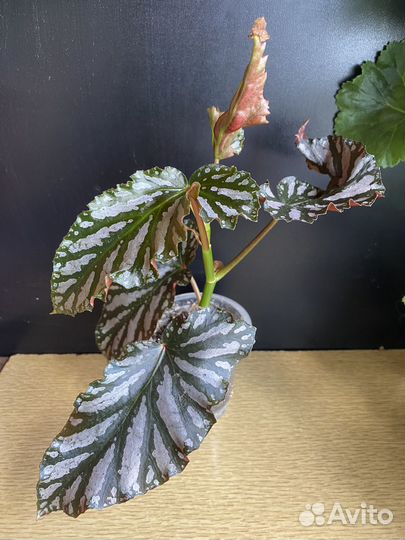 Бегония Down home