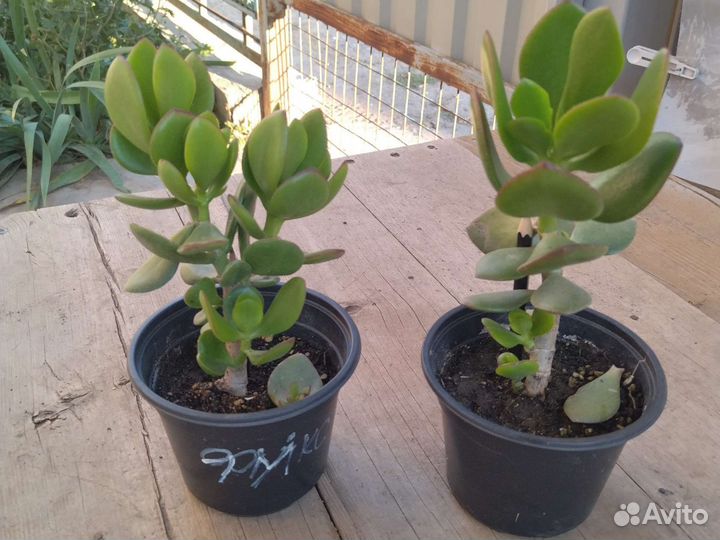 Комнатные растения