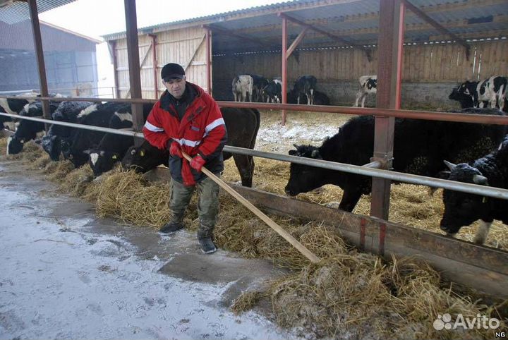 Скотник Вахта на фермах
