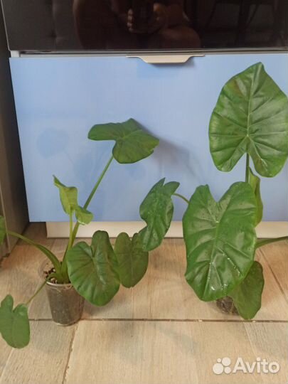 Алоказия Макрориза