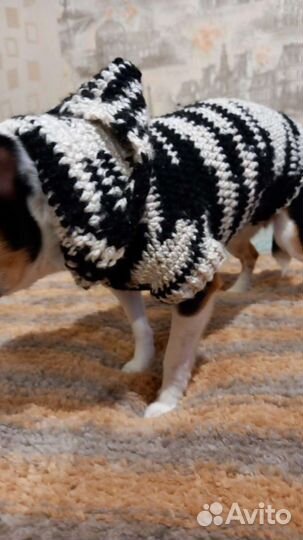 Одежда для маленьких собак