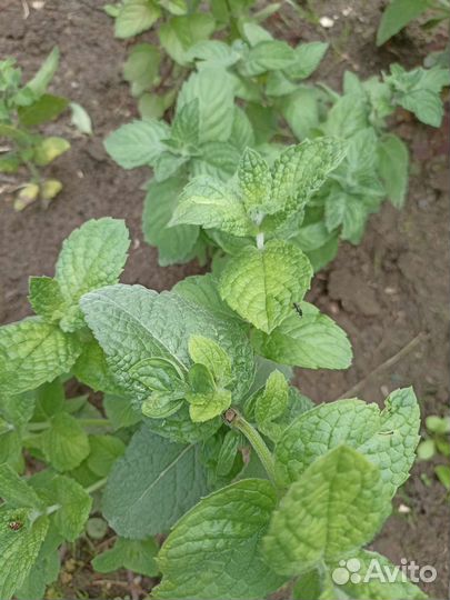 Мята сортовая